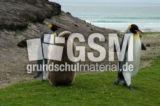 Königspinguin (9 von 84).jpg